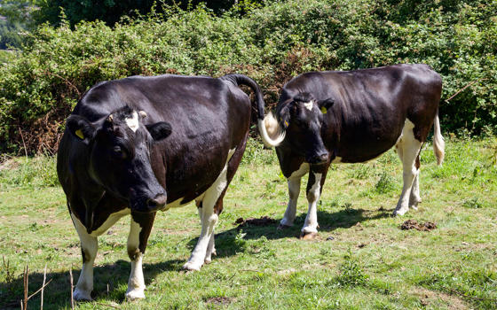 Two Friesian cows grazing in a field