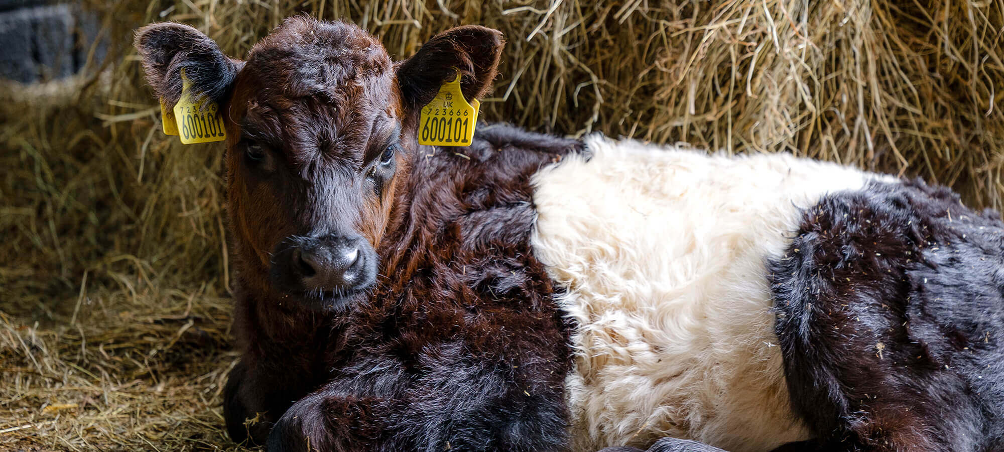 Friesian calf laying down surrounded by bales of hay
