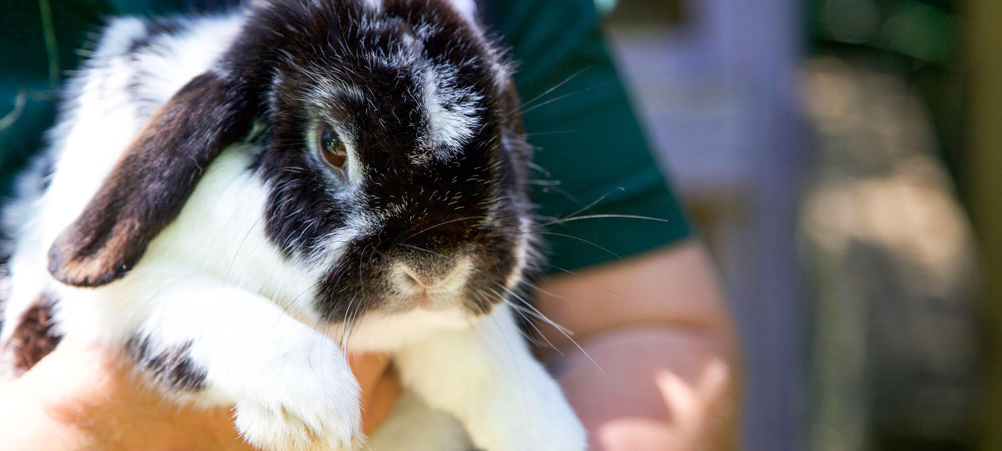 A person holding a black and white rabbit