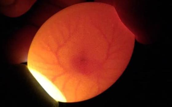 Inside a 6 day old incubated egg at a candling and handling workshop