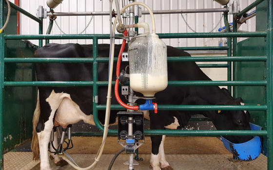 A black and white Friesian cow being milked