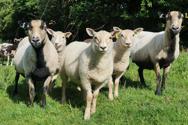 Sheep in a field looking directly at the camera