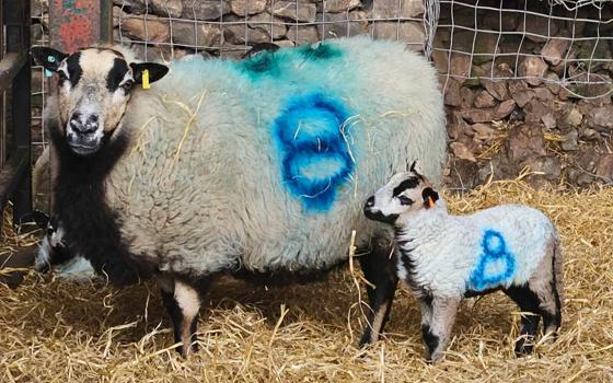 Badger Face ewe and lamb