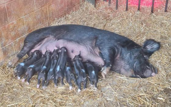 Berkshire pig and piglets