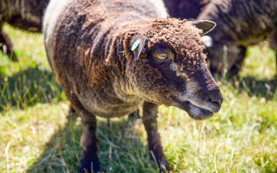 Coloured Ryeland sheep