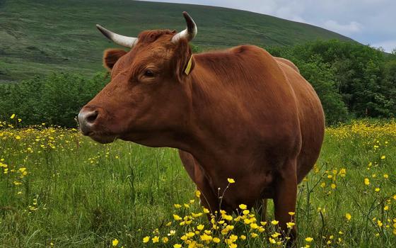 Winnie the Dexter cattle