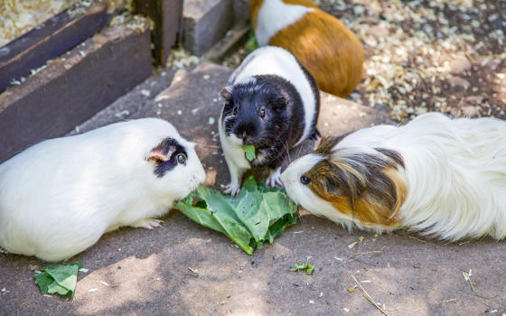 Guinea Pigs
