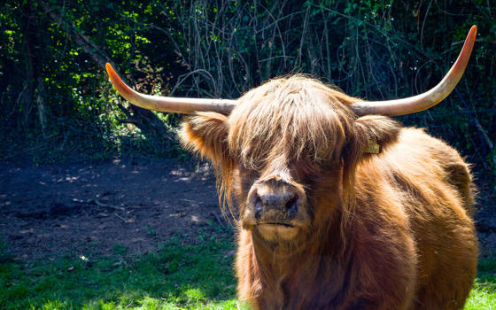 Highland cattle