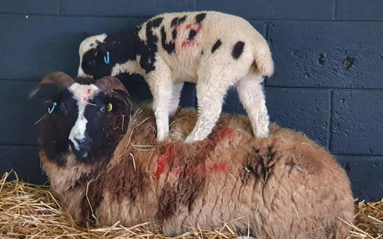 A Jacob sheep and lamb in a barn