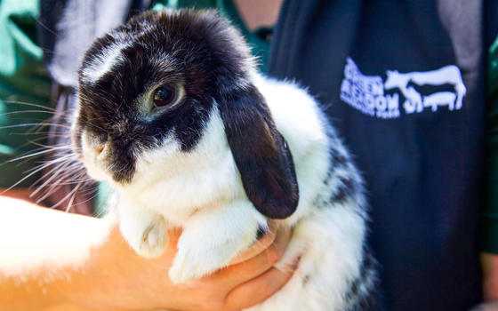 Black and white lop-eared rabbit being held by a member of the farm team
