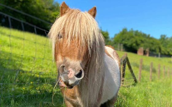 Shetland pony