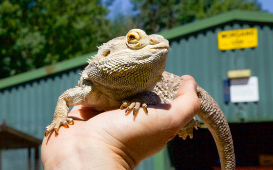 A close-up of a person holding a lizard