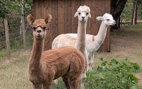 Three alpacas looking directly at the camera