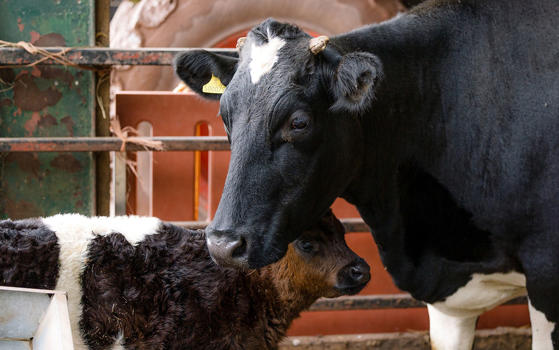 Friesian cow and calf