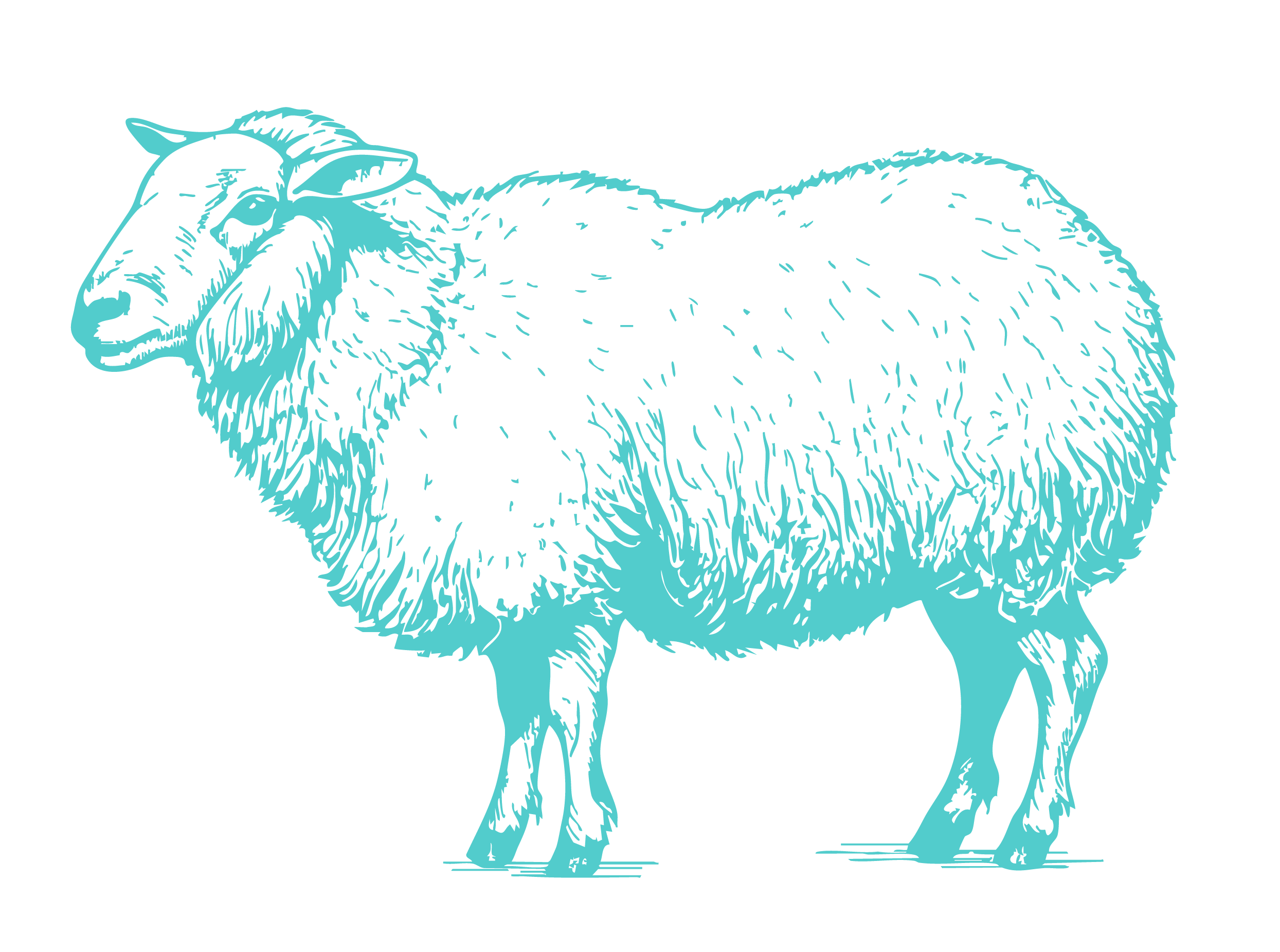 Illustration of a sheep